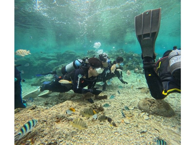 武藤潜水 のギャラリー