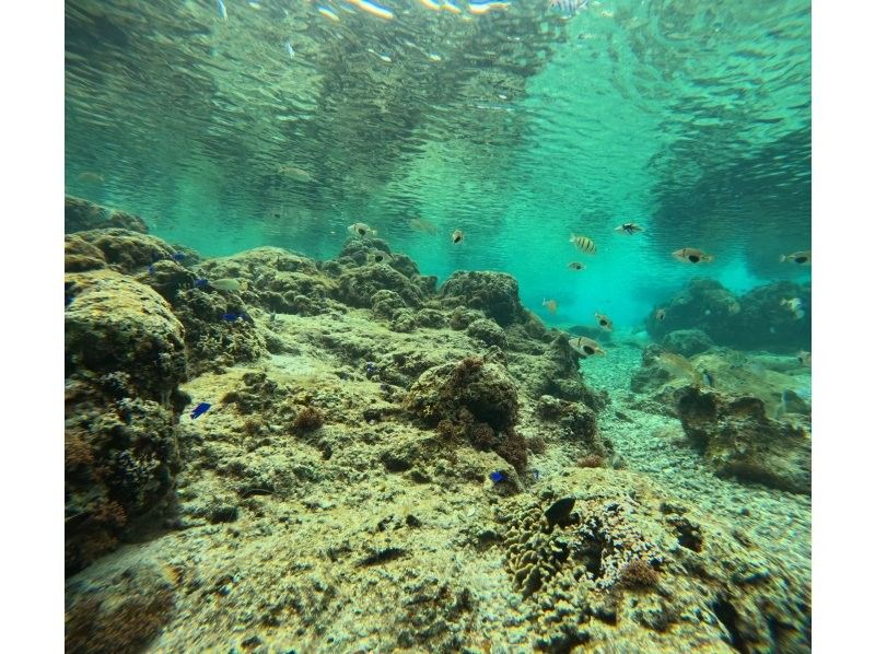 武藤潜水 のギャラリー