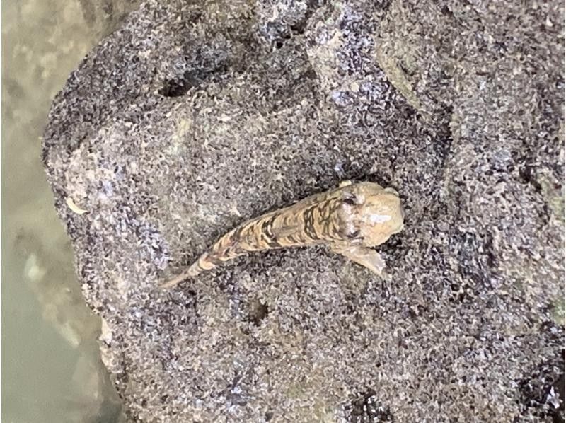 カヤックイーズ のギャラリー