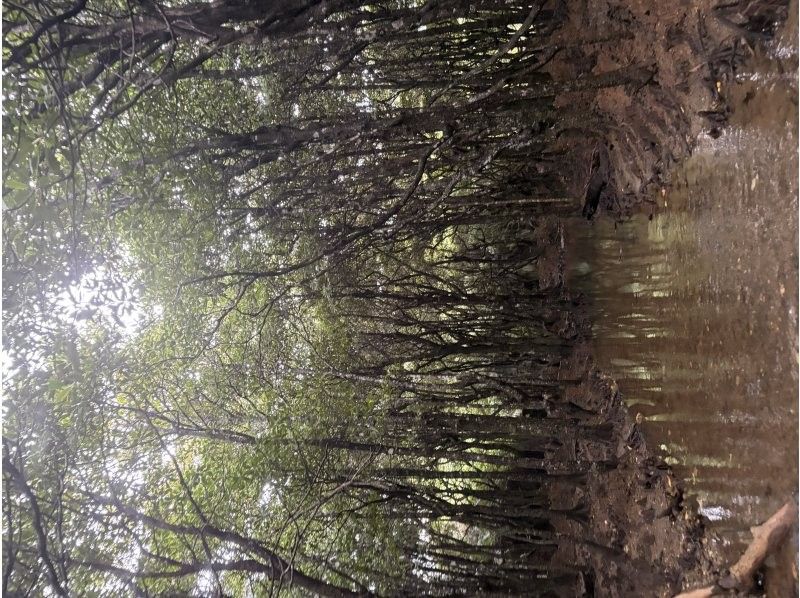 石垣島グランピングリゾートStarOcean のギャラリー