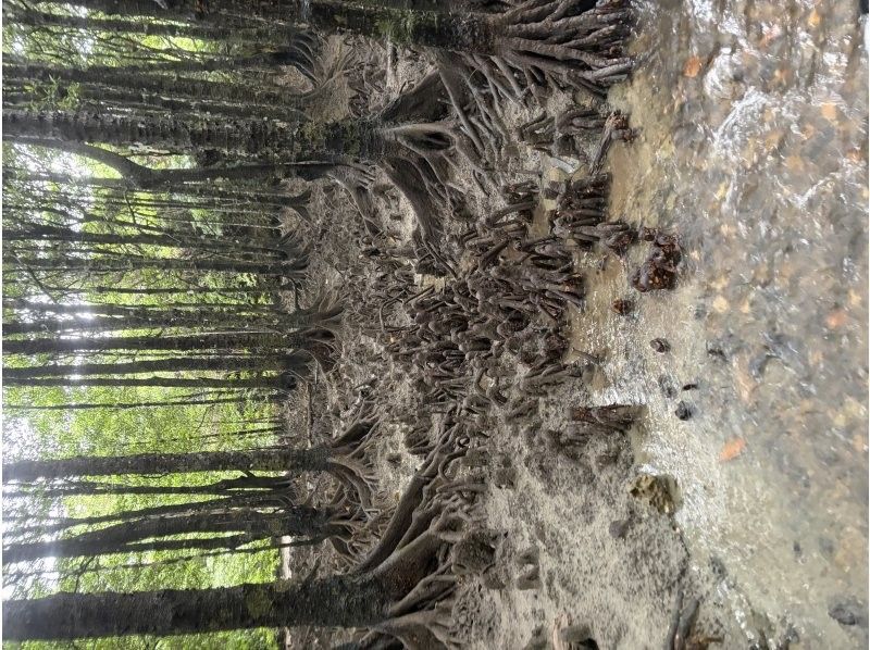 石垣島グランピングリゾートStarOcean のギャラリー