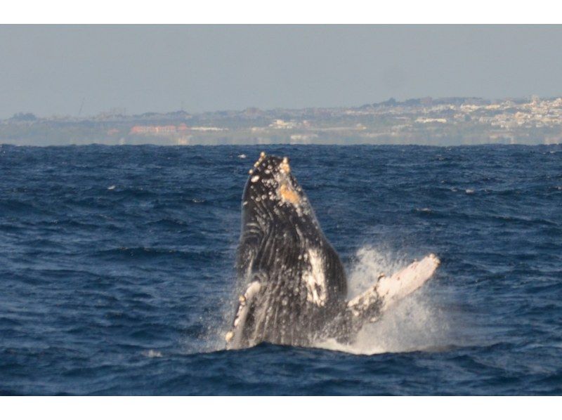 マリンクラブ ベリー那覇店 のギャラリー