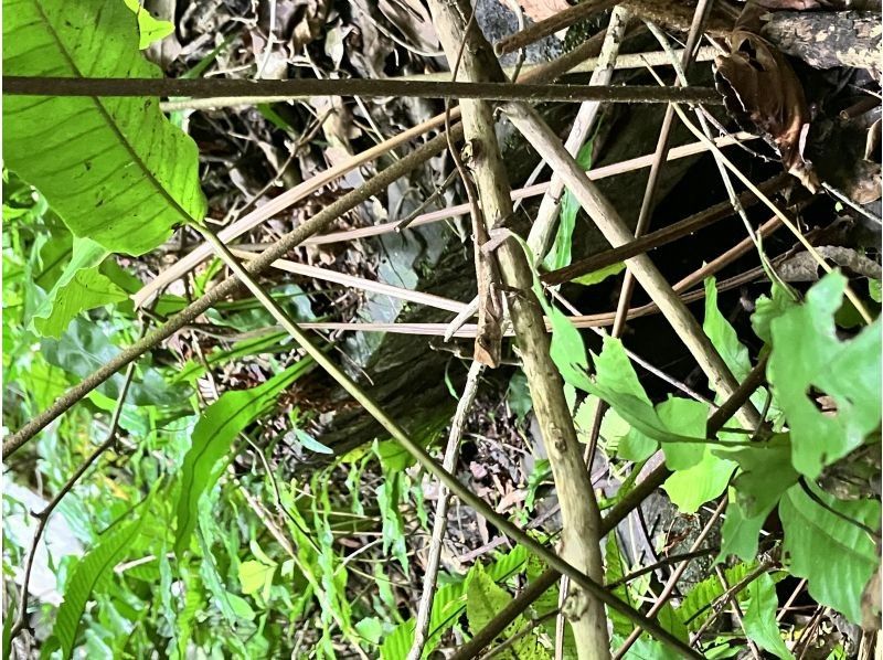 西表島カヌーツアー風車 のギャラリー