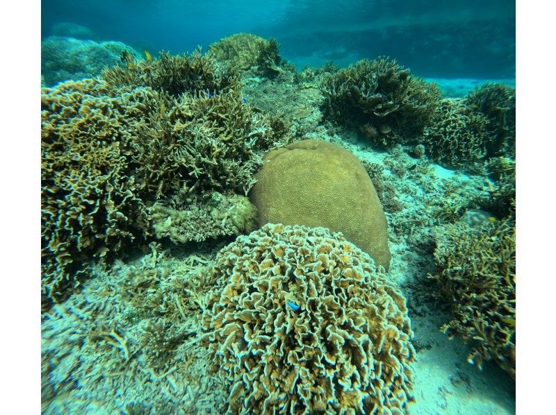 OCEAN LIFE のギャラリー