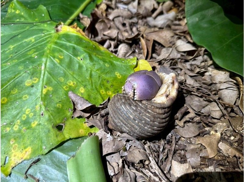 モンキーネイビー のギャラリー