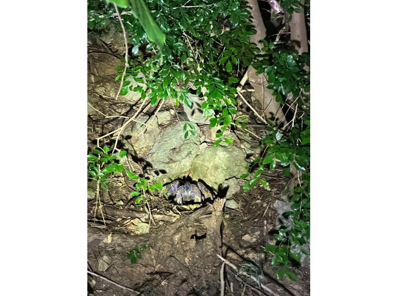 モンキーネイビー のギャラリー