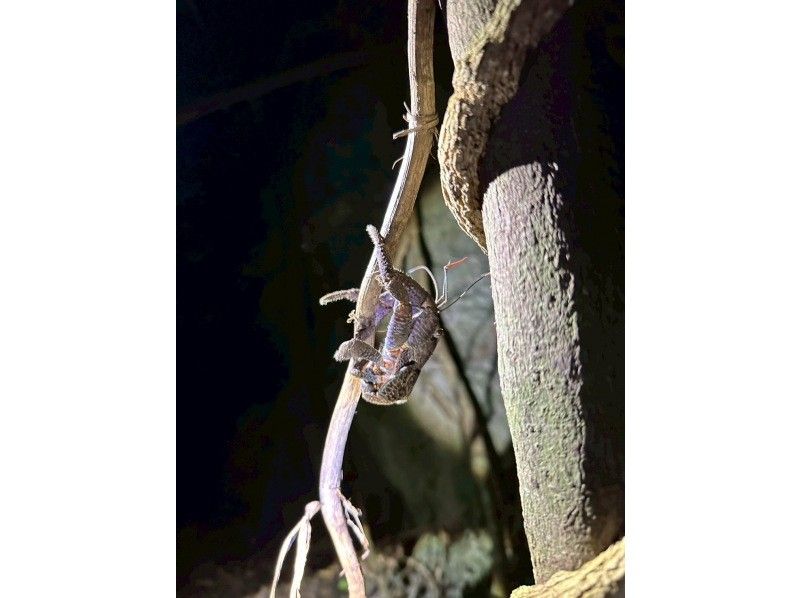 モンキーネイビー のギャラリー