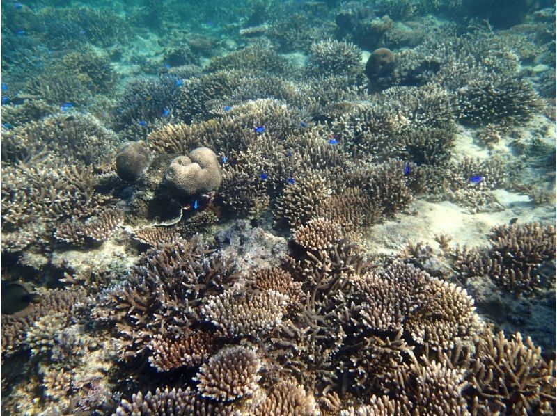 石垣島ツアーガイドAll Blue(オールブルー) のギャラリー