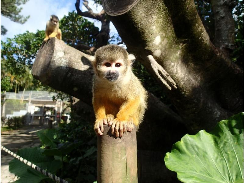 石垣島ツアーガイドAll Blue(オールブルー) のギャラリー