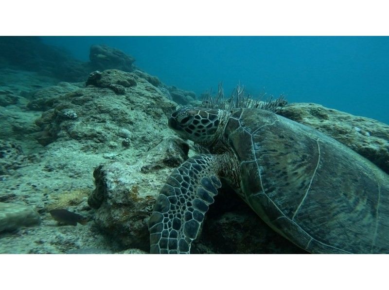 マリンショップしまじかん のギャラリー