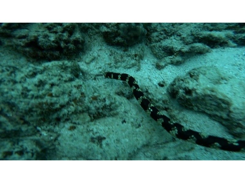 マリンショップしまじかん のギャラリー