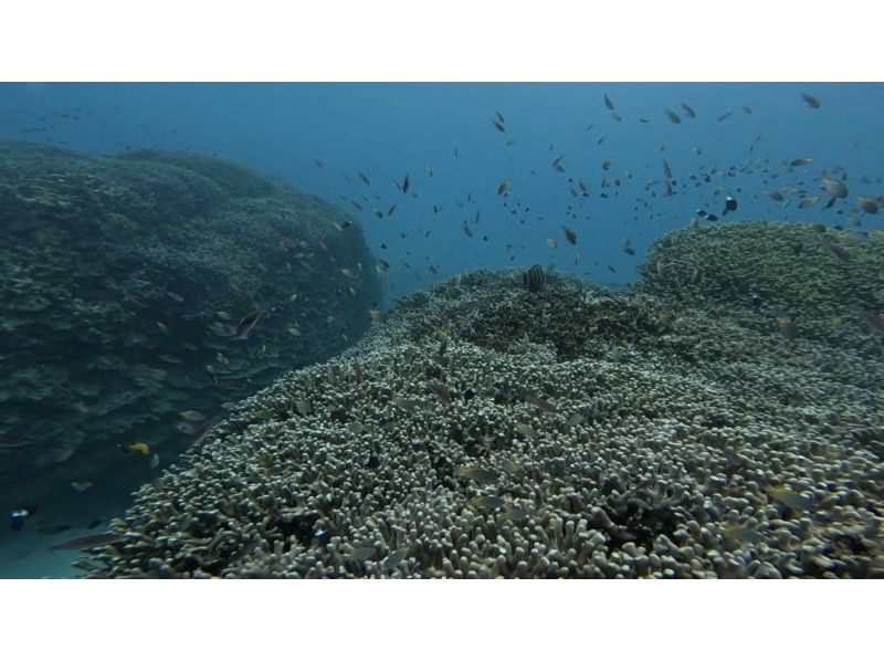 マリンショップしまじかん のギャラリー