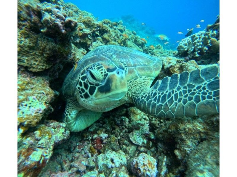 Sea Chan 石垣島 のギャラリー