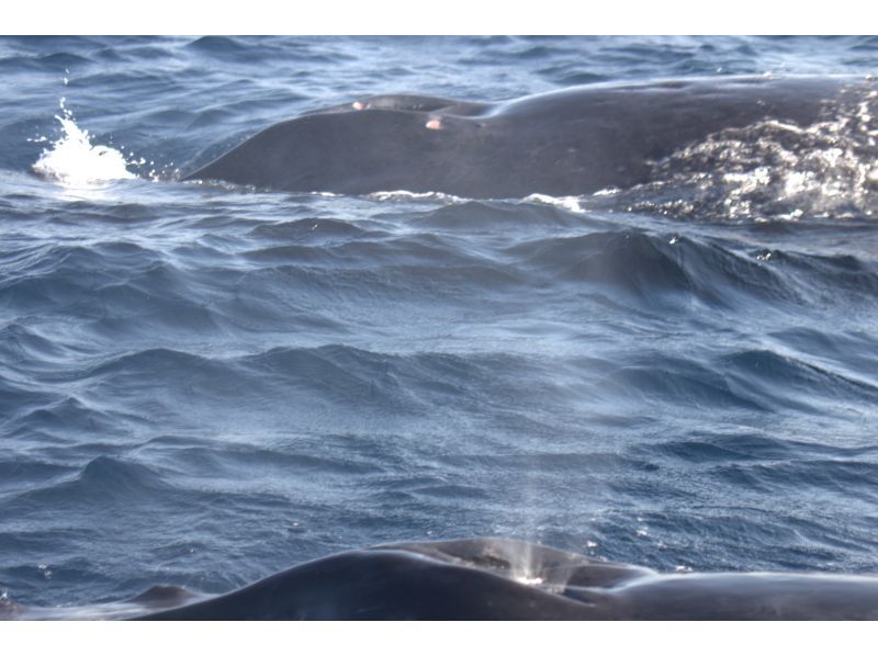 マリンクラブ ベリー那覇店 のギャラリー