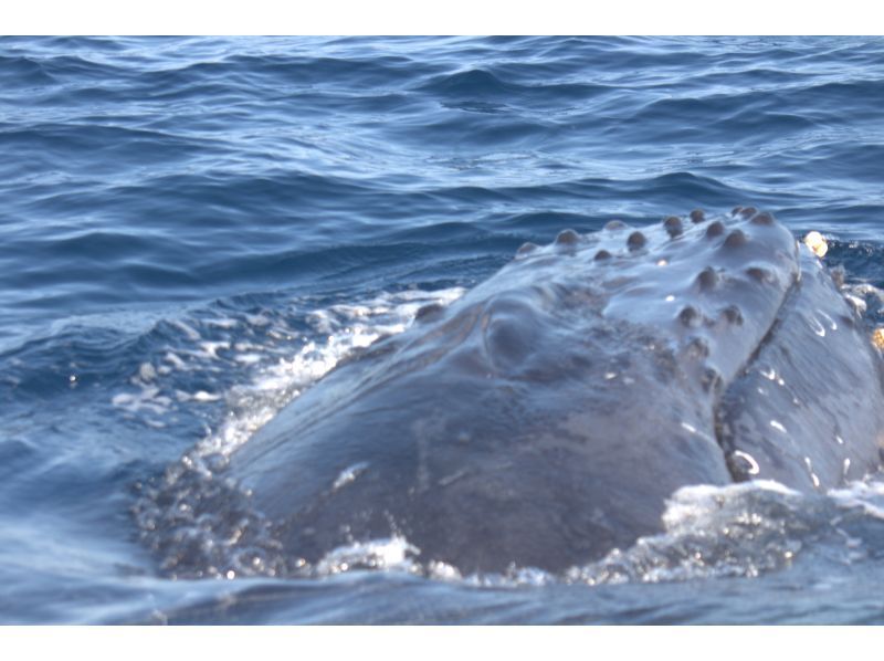 マリンクラブ ベリー那覇店 のギャラリー