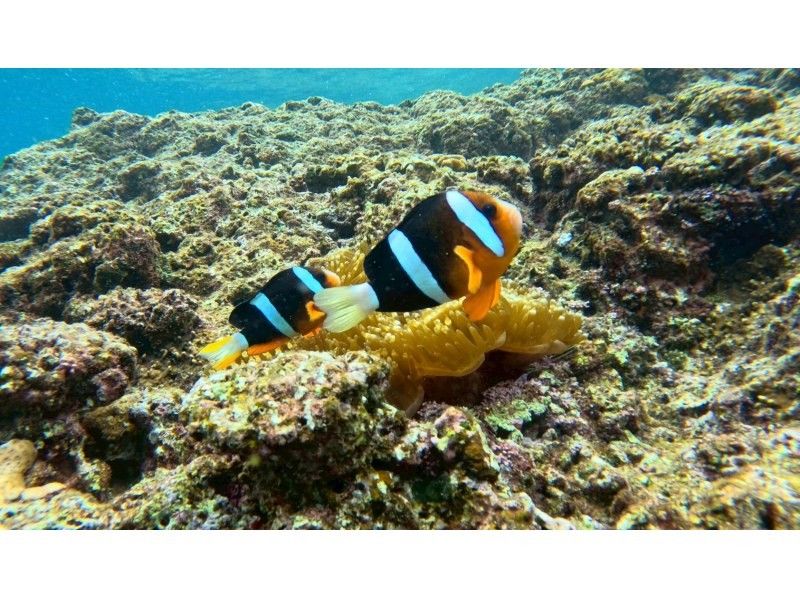 モルダイブ（MalDive） のギャラリー