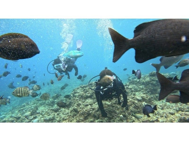 モルダイブ（MalDive） のギャラリー