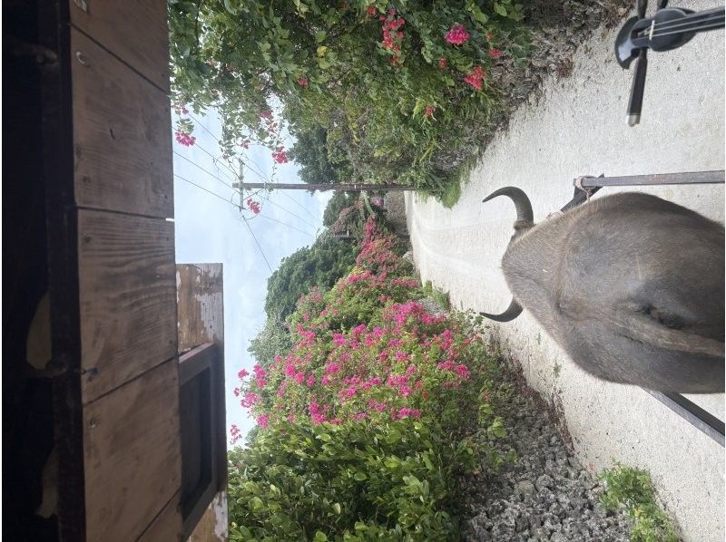 石垣島ドリーム観光 のギャラリー