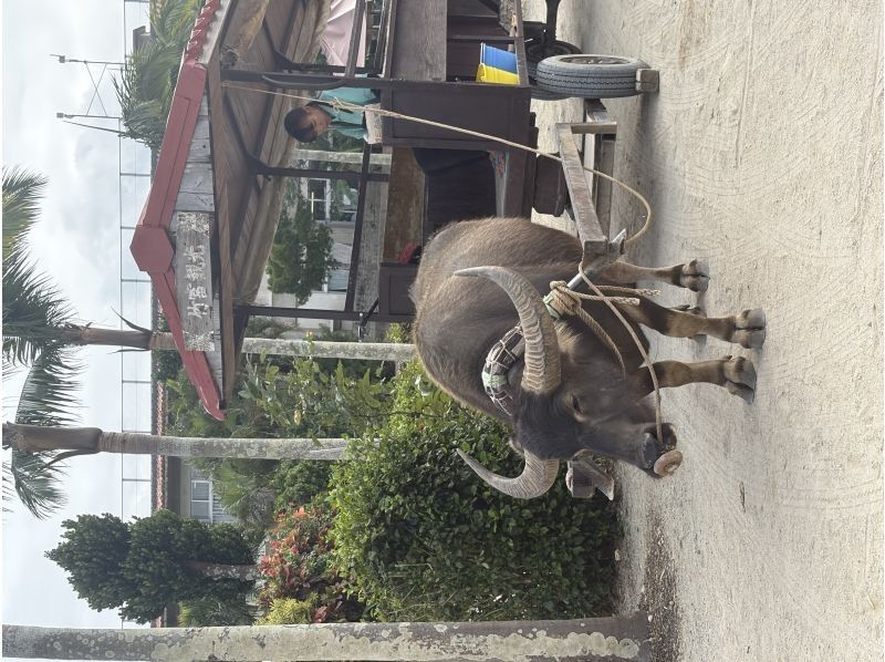 石垣島ドリーム観光 のギャラリー