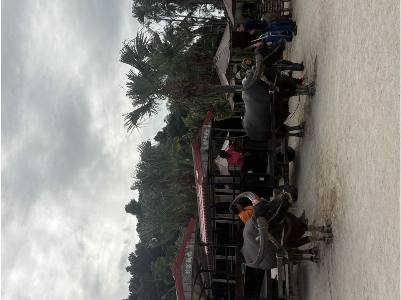 石垣島ドリーム観光 のギャラリー