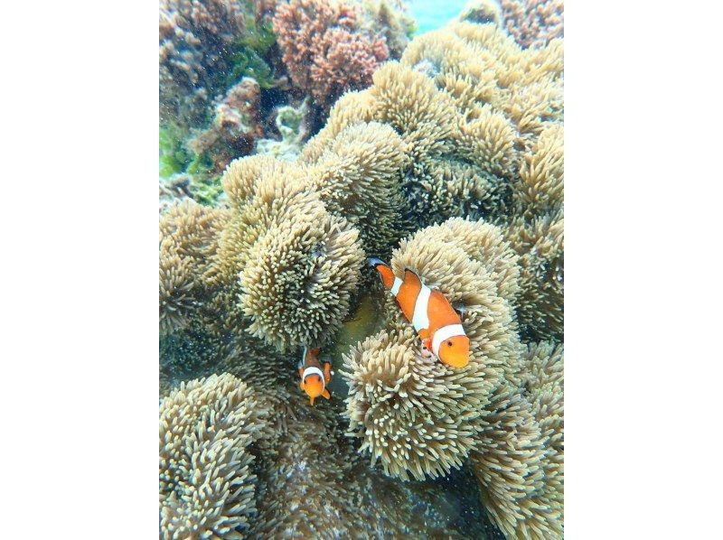 nico 宮古島 のギャラリー