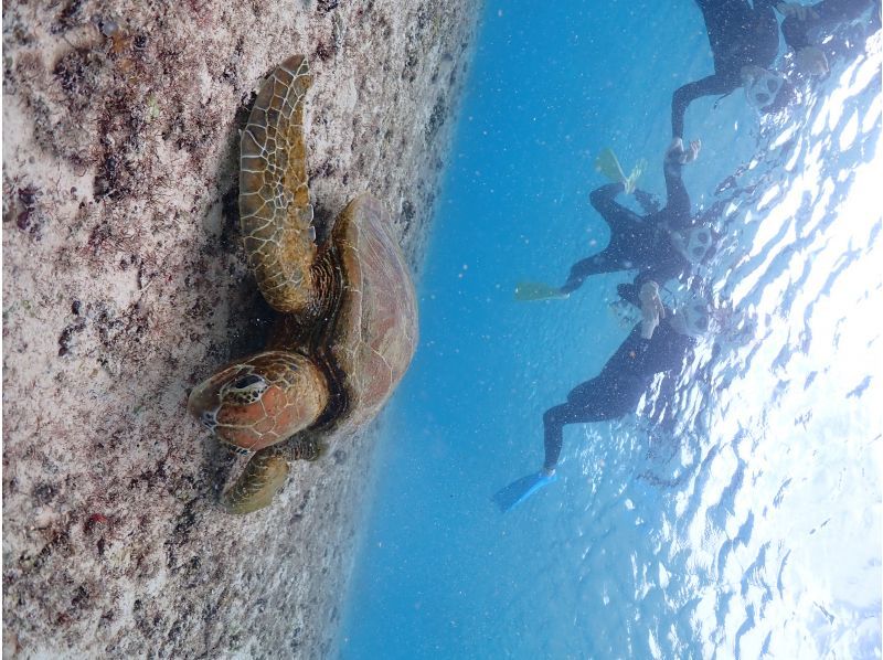 宮古島マリン ふらこぶ のギャラリー