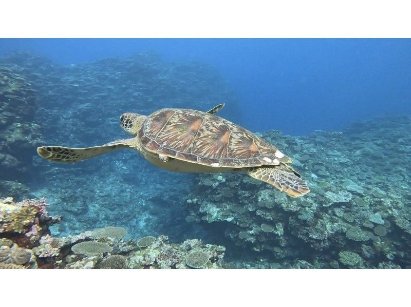 SHISHI石垣島 のギャラリー