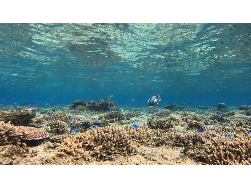 SHISHI石垣島 のギャラリー