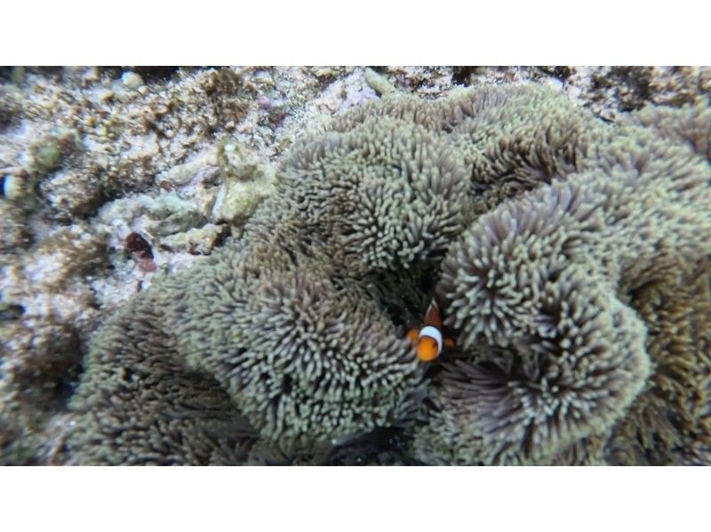 SHISHI石垣島 のギャラリー