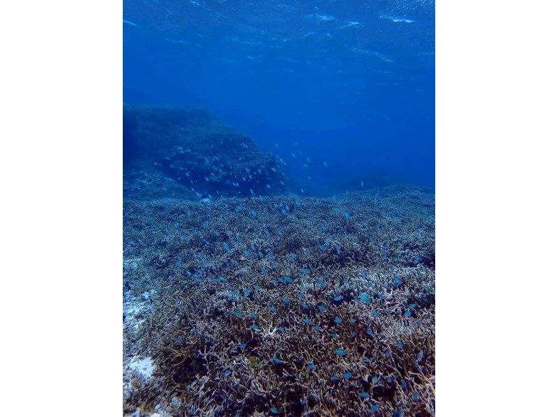 Polepolemarine385 のギャラリー