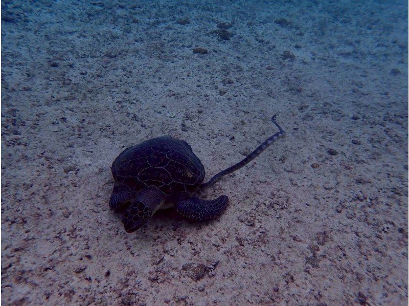 Polepolemarine385 のギャラリー