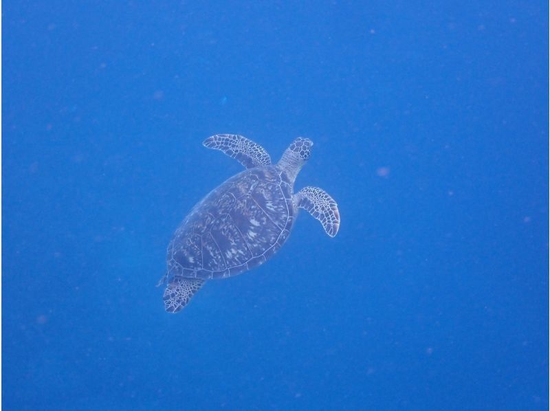 石垣島ダイビングショップABCdive のギャラリー
