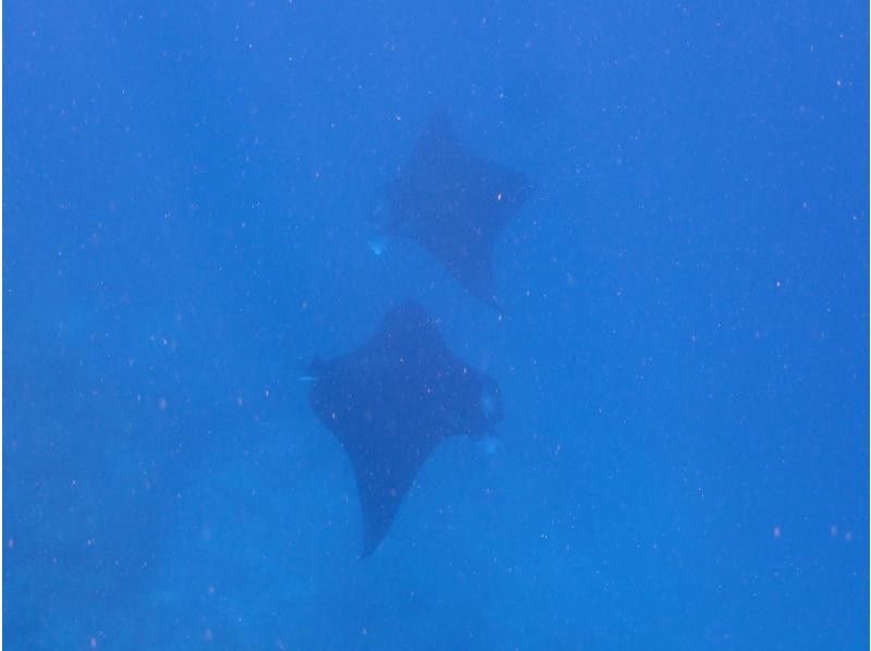 石垣島ダイビングショップABCdive のギャラリー