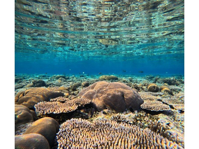 Tomorl のギャラリー