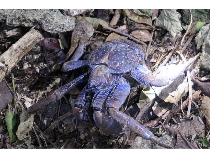 元気玉 のギャラリー