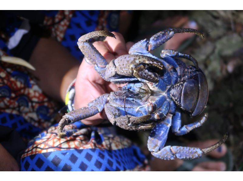 元気玉 のギャラリー