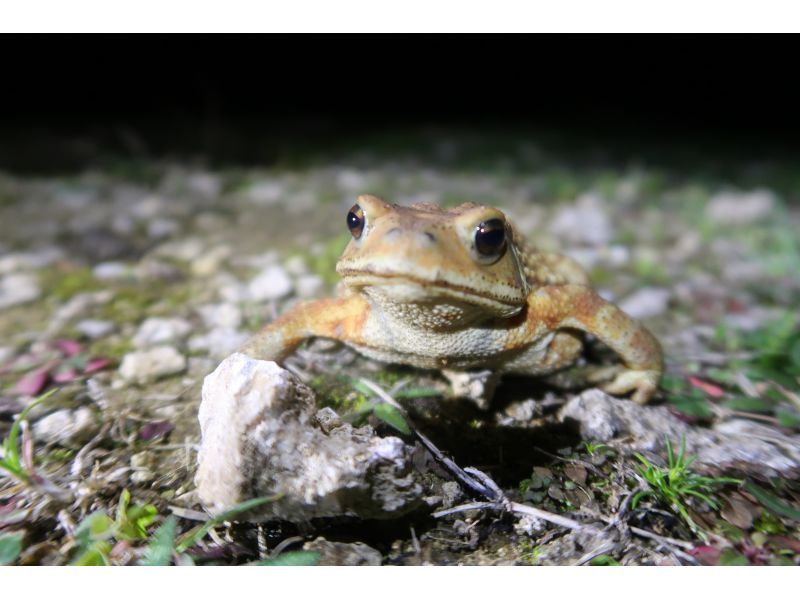 元気玉 のギャラリー