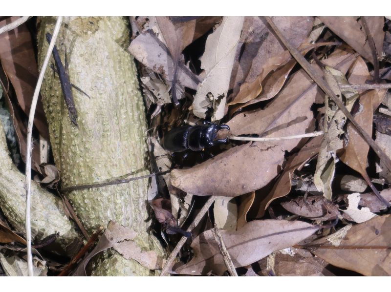 元気玉 のギャラリー