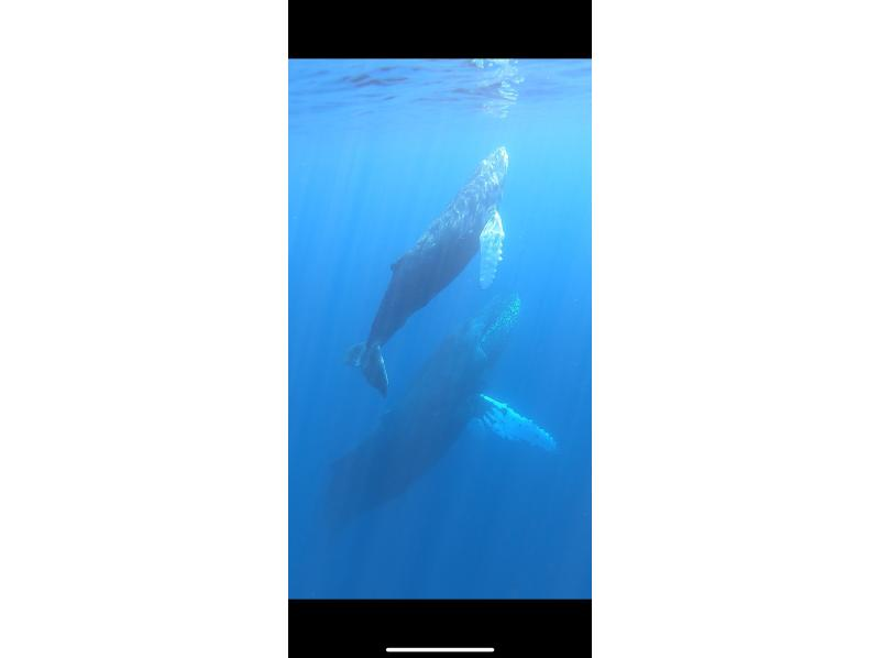 Marine Joint のギャラリー