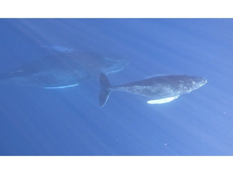 Marine Joint のギャラリー