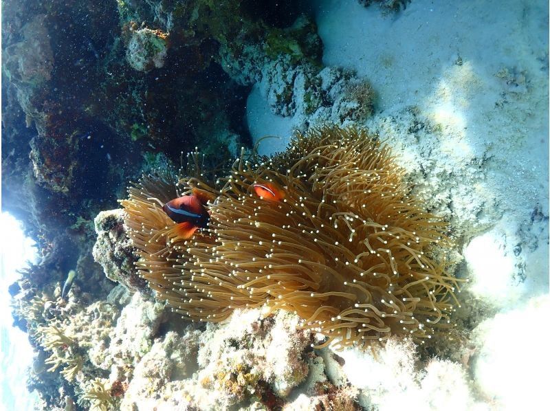 宮古blueまほろば のギャラリー