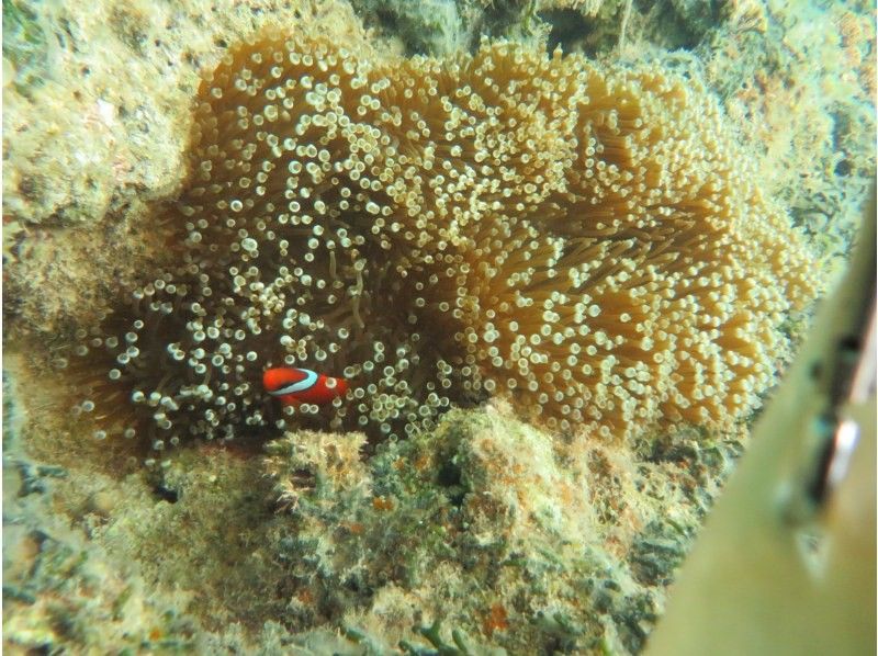 Okinawan sup のギャラリー