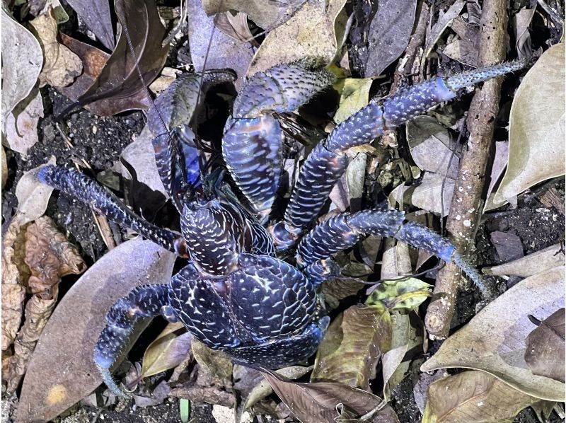 星～ひかりオーシャンズ～ のギャラリー