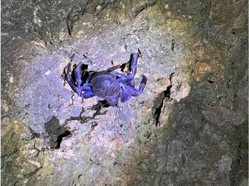 星～ひかりオーシャンズ～ のギャラリー