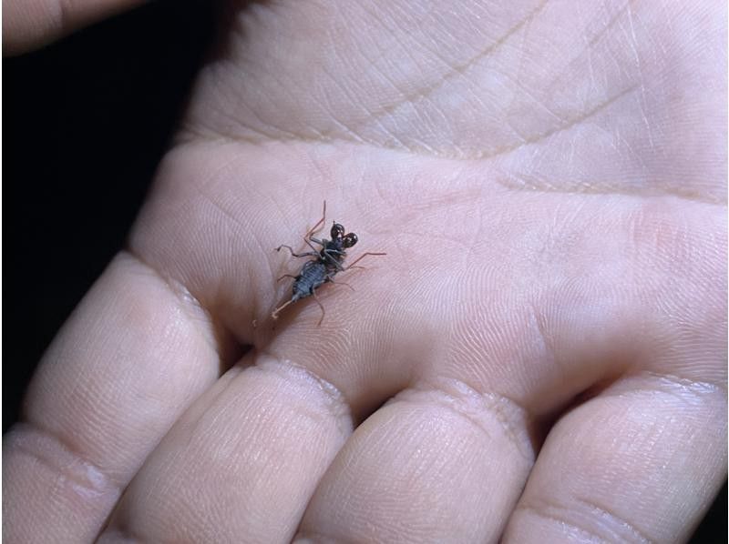 星～ひかりオーシャンズ～ のギャラリー