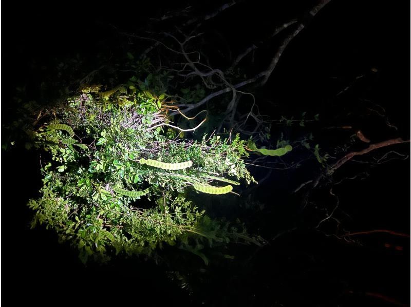 星～ひかりオーシャンズ～ のギャラリー