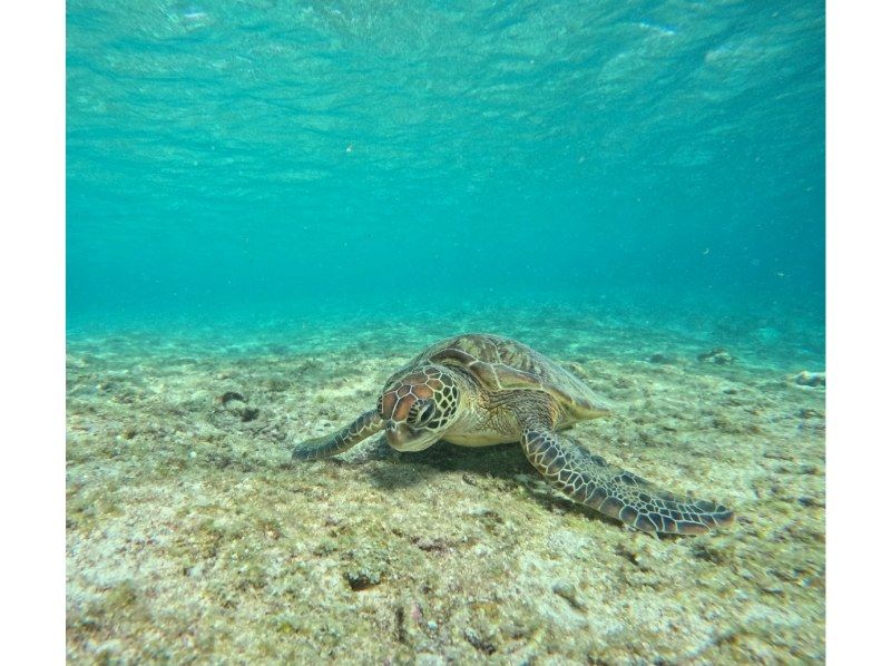 OCEAN LIFE のギャラリー