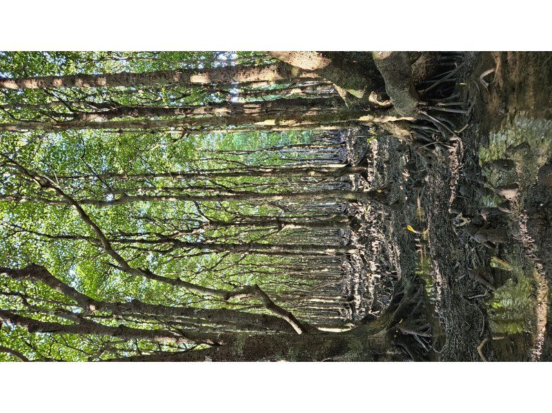 石垣島 海ツアー のギャラリー