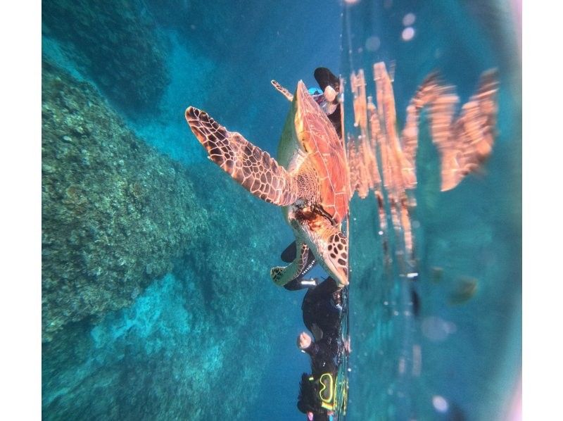 SHISHI石垣島 のギャラリー