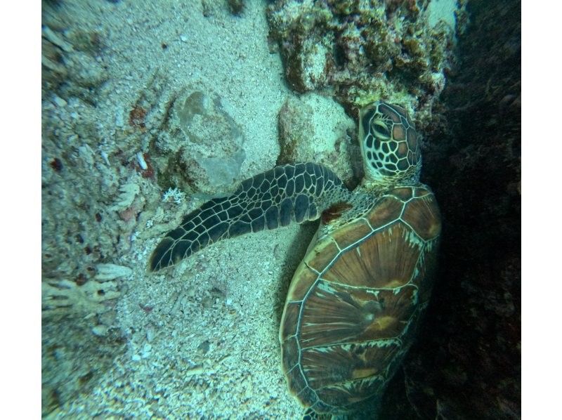 SHISHI石垣島 のギャラリー